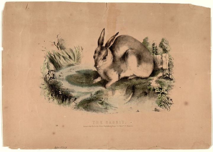 Colored print of a rabbit in a garden.